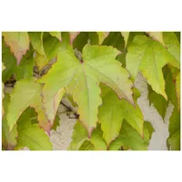 Pflanzen-für-dich.de Parthenocissus tricuspidata Veitchii Wilder Wein, 40–60 cm