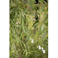 Pflanzen Für Dich Salix alba 'Tristis', Trauerweide, gelbgrün, 80–100