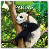 BrownTrout / Flechsig Pandas - Pandabären 2026 - 16-Monatskalender