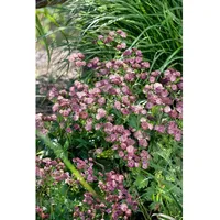 Pflanzen Für Dich Astrantia major 'Moulin Rouge', Sterndolde, dunkelrot,