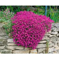 Pflanzen Für Dich Aubrieta x cult. 'Cascade Red', Blaukissen,