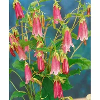 Pflanzen Für Dich Campanula punctata 'Elizabeth', Glockenblume, rosa, ca.