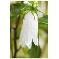 Pflanzen Für Dich Campanula takesimana 'Alba', Glockenblume, weiß, ca.