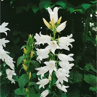 Pflanzen Für Dich Campanula latifolia var.macrantha 'Alba' ca. 9x9