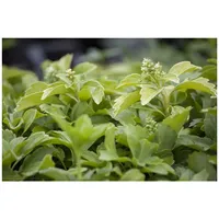 Pflanzen Für Dich Pachysandra terminalis 'Compacta', Schattengrün, ca. 9x9