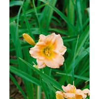 Pflanzen Für Dich Hemerocallis X Cult. Lullaby Baby Taglilie