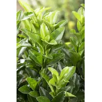 Pflanzen Für Dich Euonymus japonicus 'Green Spire' ca. 9x9