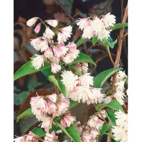 Pflanzen Für Dich Deutzia scabra 'Codsall Pink', Maiblumenstrauch, rosa,