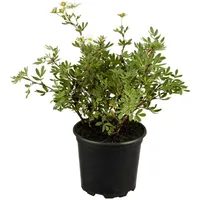 Pflanzen Für Dich Potentilla Weiss ca. 9x9 cm Topf