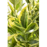 Pflanzen Für Dich Euonymus japonicus 'Microphyl.Aureovar.' gelbgrün, ca. 9x9