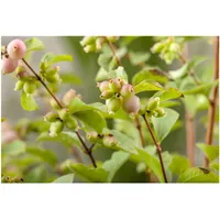 Pflanzen Für Dich Symphoricarpos chenaultii Hancock Purpurbeere, ca. 9x9