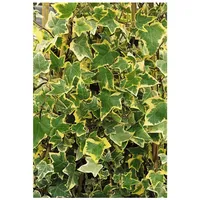 Pflanzen Für Dich Hedera helix Goldchild Efeu, gelb-grün, ca.