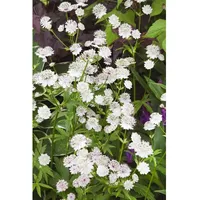 Pflanzen Für Dich Astrantia major 'Star of Billion' R