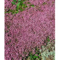 Pflanzen Für Dich Thymus serpyllum 'Pink Chintz', Sand-Thymian, rosa,