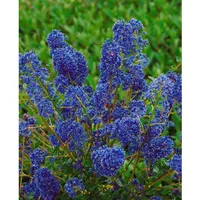 Pflanzen Für Dich Ceanothus 'Blue Sapphire', Säckelblume, blau, 30–40