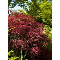 Pflanzen Für Dich Acer palmatum 'Red Pygmy', Japanischer Ahorn,