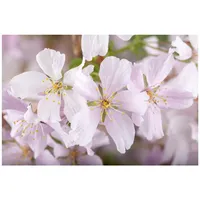 Pflanzen Für Dich Prunus kurilensis 'Brillant', Zierkirsche, rosa Blüten,