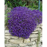 Pflanzen Für Dich Aubrieta x cult. 'Cascade Blue', Blaukissen,
