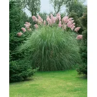 Pflanzen Für Dich Cortaderia selloana 'Rosea', Pampasgras, rosa, 3-5