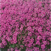 Pflanzen Für Dich Thymus praecox 'Red Carpet' Teppich-Thymian, rotblühend,