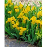 Pflanzen Für Dich Iris x barb.-nana 'Orange Caper' Zwergiris,