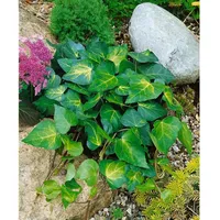 Pflanzen Für Dich Hedera colchica 'Sulphur Heart', Efeu, gelb-grün,