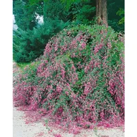 Pflanzen Für Dich Lespedeza buergeri, 30–40 cm, zierlich, pflegeleicht