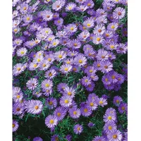 Pflanzen Für Dich Aster dumosus 'Blauer Gletscher', Kissen-Aster, ca.
