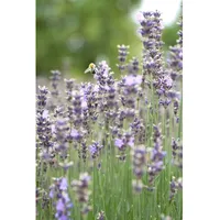 Pflanzen-für-dich.de Lavandula angustifolia Munstead p 0,5