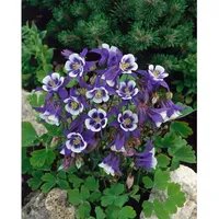 Pflanzen Für Dich Aquilegia caerulea 'Blue Star' Akelei, ca.