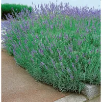 Pflanzen Für Dich Lavandula x intermedia 'Dutch' Lavendel, ca.