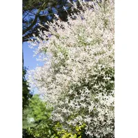 Pflanzen Für Dich Salix integra 'Flamingo', Harlekinweide, rosa-weiß, 125