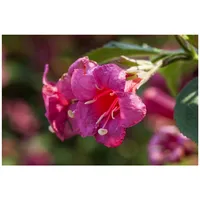Pflanzen Für Dich Weigela 'Newport Red', Weigelie, leuchtend rot,