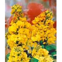 Pflanzen Für Dich Erysimum cheiri 'Yellow Bird', ca. 9x9