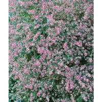 Pflanzen Für Dich Aster lateriflorus var.horizontalis p 1