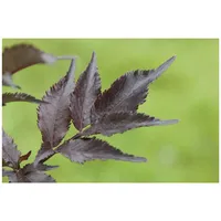 Pflanzen Für Dich Sambucus nigra 'Black Beauty', Schwarzer Holunder,