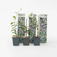 Plant in a Box - Sternjasmin - 3 Stk