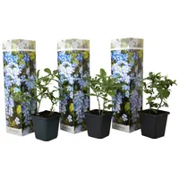 Plant in a Box - Plumbago auriculata Höhe 25-40cm