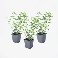 Plant in a Box - Blaues Nachtschatt - 3