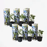 Plant in a Box - Blauer Bleiwurz - 6