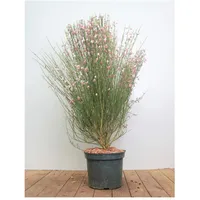 Pflanzen Für Dich Cytisus scoparius 'Moyclare Pink', Besenginster, rosa