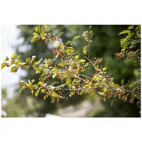 Pflanzen Für Dich Crataegus monogyna, Eingriffeliger Weißdorn, 60–100 cm