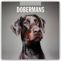 Browntrout Verlags GmbH Dobermans - Dobermann 2026 - 16-Monatskalender