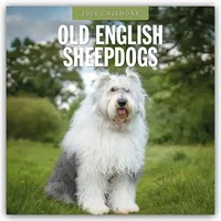 Browntrout Verlags GmbH Old English Sheepdogs - Bobtail 2026