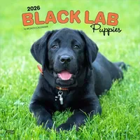 BrownTrout Black Labrador Retriever Puppies – Schwarze Labrador Retriever