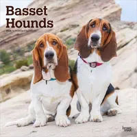 BrownTrout Basset Hounds 2026 – 16-Monatskalender