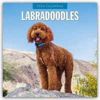 Browntrout Verlags GmbH Labradoodles - Labradoodle 2026 - 16-Monatskalender