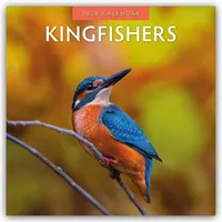 Brown trout-auslieferer flechsig Kingfishers – Eisvögel 2026 – 16-Monatskalender