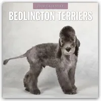 Brown trout-auslieferer flechsig Bedlington Terrier – Bedlington Terriers 2026