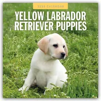 Browntrout Verlags GmbH Yellow Labrador Retriever Puppies – Gelbe